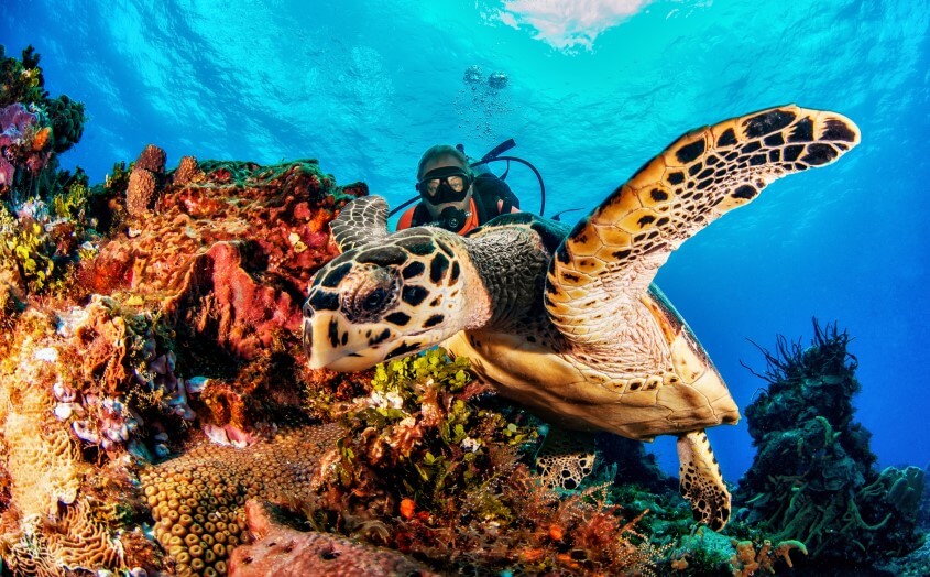 Tauchen in Cozumel